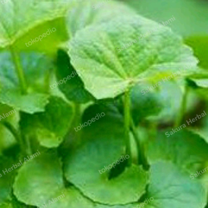 

daun pegangan/ daun antanan segar 250gram