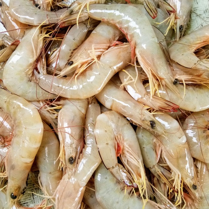 

Jual promo Udang Jerbung fresh size 55 - 1kg