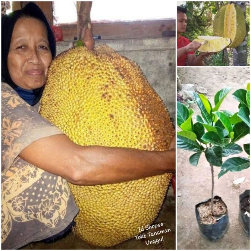 Bibit Nangka Madu Jumbo