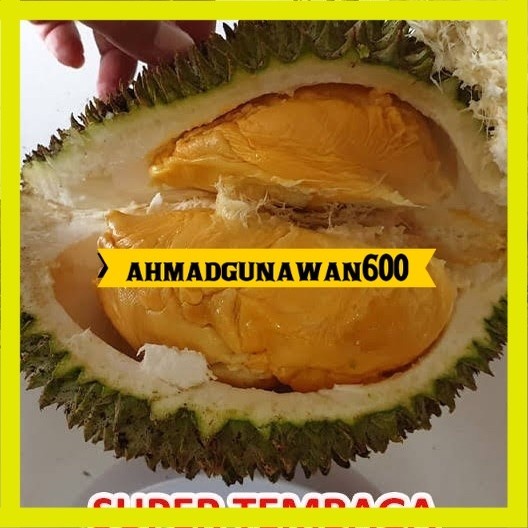 Bibit durian tembaga bangka super