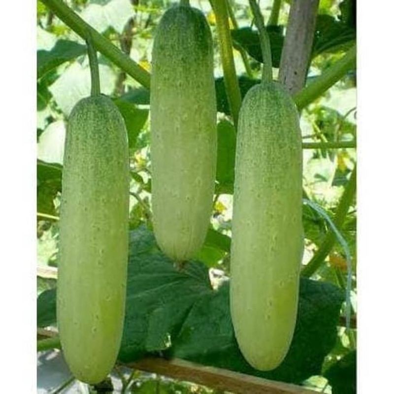 150+ benih timun lalap roket putih f1 super unggul bibit timun lalap