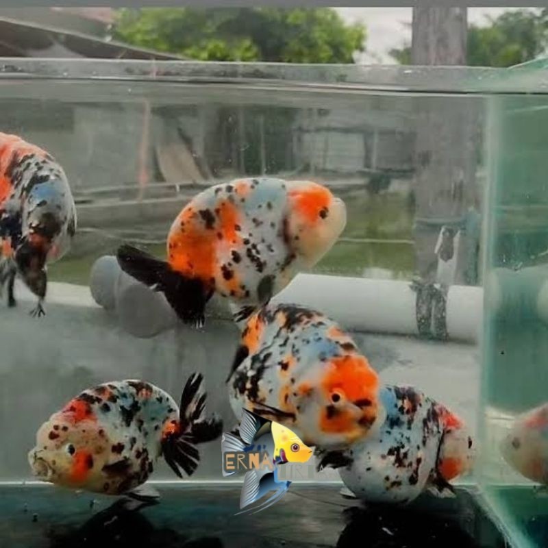 Kebutuhan aquarium 5 Ikan Koki Ranchu Calico Sapi