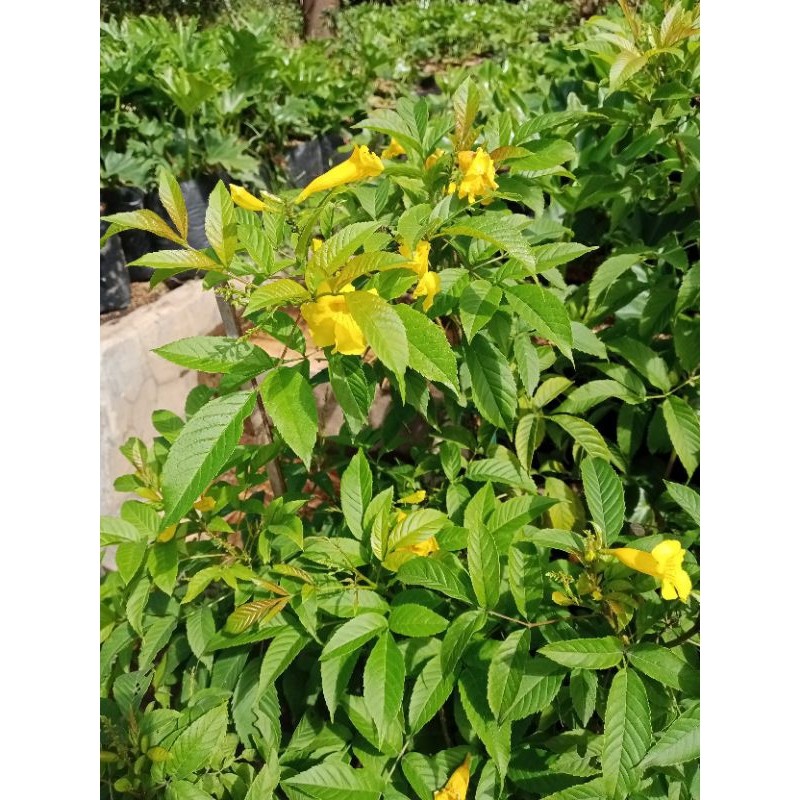 Bunga Terompet Kuning Stecoma