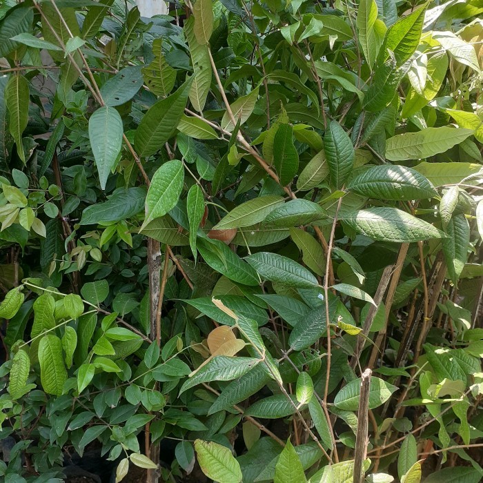 Bibit Anggur Pohon Brazil Putih | White Jaboticaba Langka Berkualitas