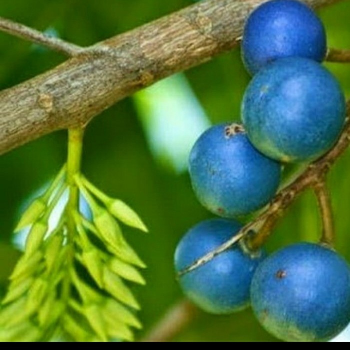 BIBIT POHON GENITRI/ BIBIT POHON JENITRI BUAH TITISAN DEWA SIWA