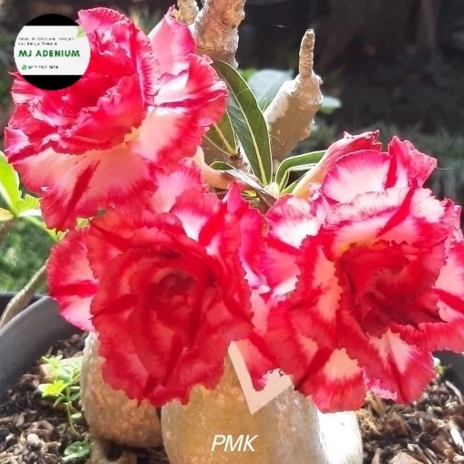 Murah PMK adenium grafting size B