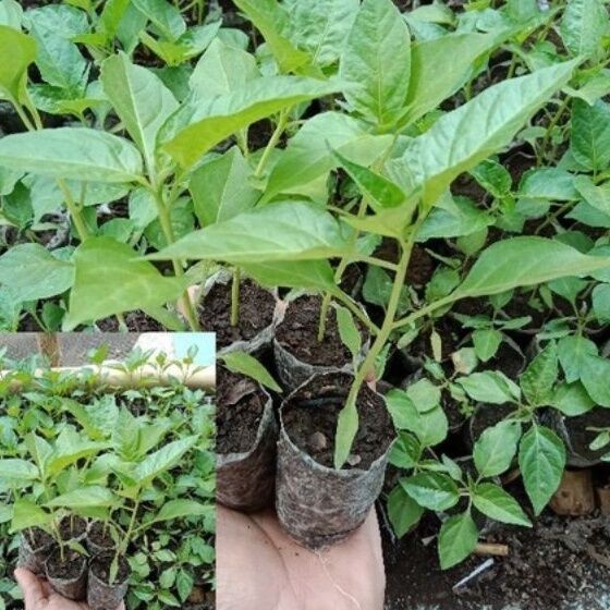 Bibit Cabai Rawit Setan Bibit cabai rawit Pedas Bibit Unggul Persatu bibit