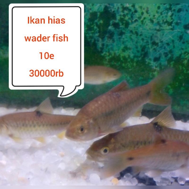hiasan aquarium ikan hias wader fish isi 10e