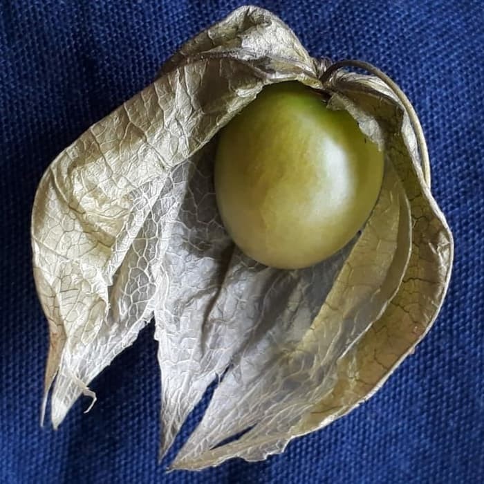 Terlaris ciplukan/pohon ciplukan/cecenet/cecendet lokal