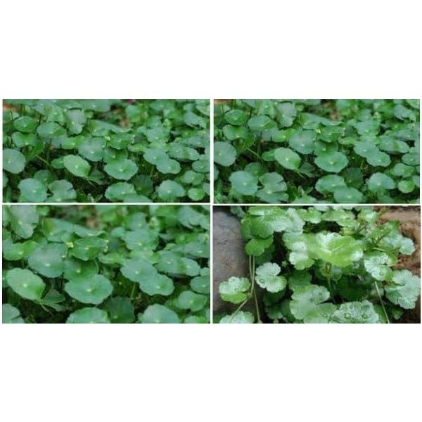 

New Promo Daun Pegagan Segar atau Antanan atau Semanggi Gunung 700 gram COD COD premium