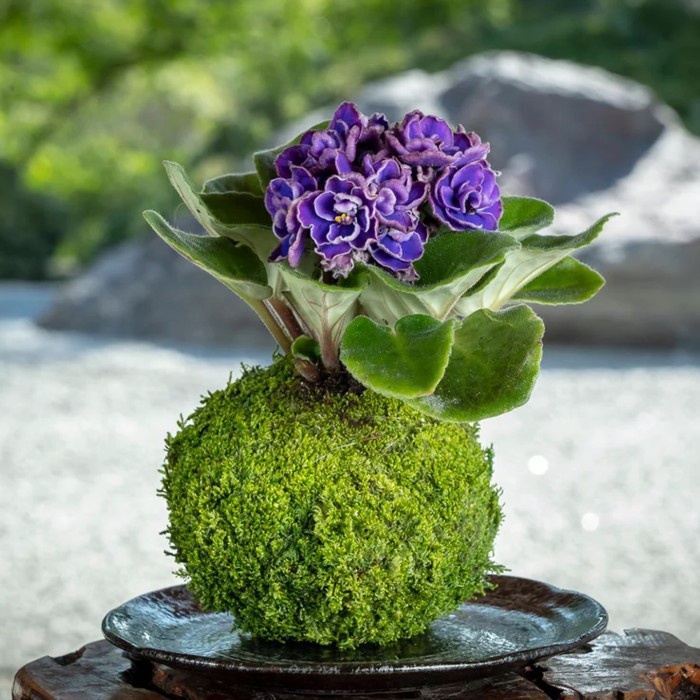 Mossball - African Violet | Saintpaulia Ionantha
