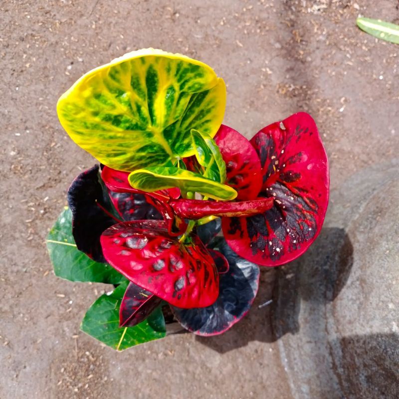 Tanaman hias puring apel SRG