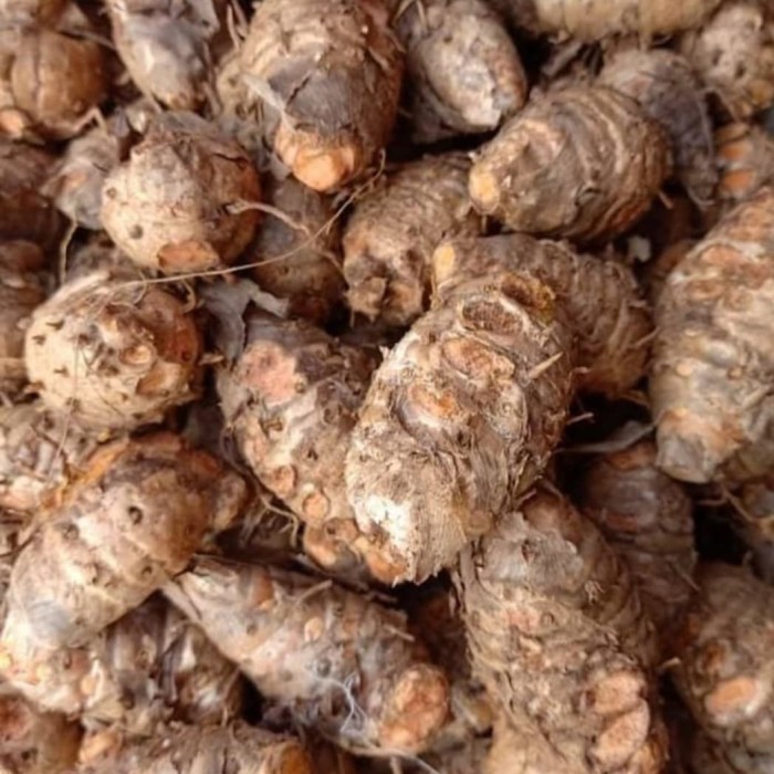 

Biang Kunyit Segar 1 kg