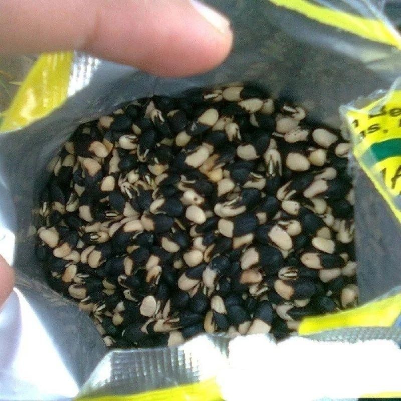 150 BENIH BIJI KACANG PANJANG HIJAU NUGEN LIBRA BIJI HITAM PUTIH