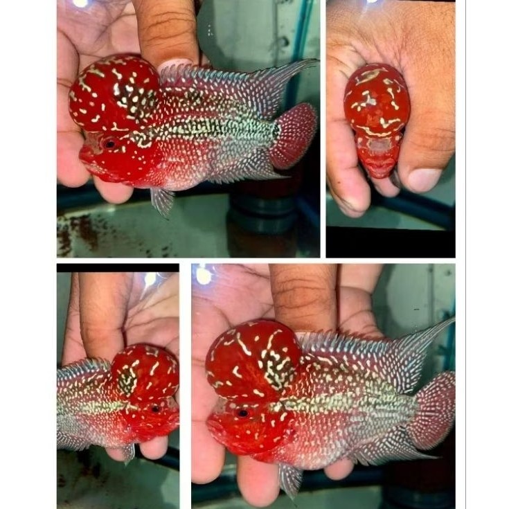 Promo Besar 4 cm Burayak louhan Jenong Srd DUNIA IKAN