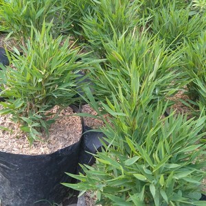 bibit tanaman bambu cina/bambu mini