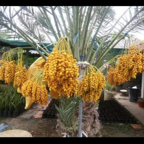 Bibit Pohon Kurma Tropis Jenis Ajwa / Bibit Buah Kurma Ajwa Asli