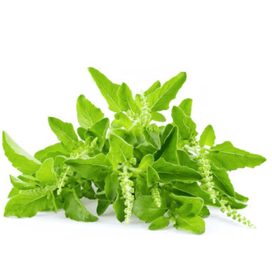 

Daun Kemangi Segar 250 Gram