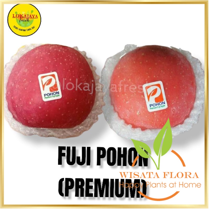 

Apel Fuji Pohon Premium 1 Kg Kebun Tanaman Wisata Flora