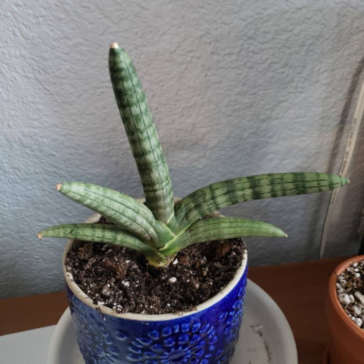Sansivera Boncel Green (Sansevieria cylindrica 'Boncel')- Sanseviera sanse s]ansevieria lidah mertua
