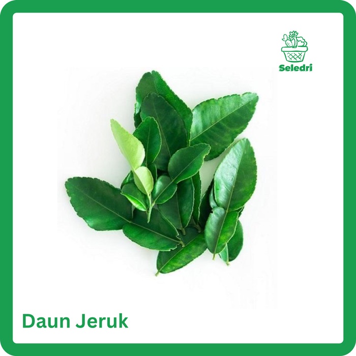 

Daun Jeruk Segar