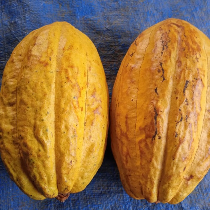 

BISA COD buah kakao/buah coklat matang 1 pcs