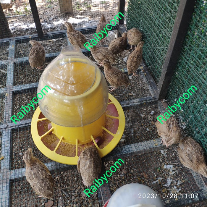 Burung Puyuh Betina Dewasa Hidup Petelur Unggul PST Gemak Siap Telur Puyuh Petelor