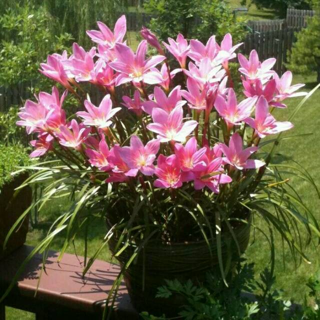 bibit rain lily bunga lili hujan -tanaman hias hidup-bunga hias-bunga hidup