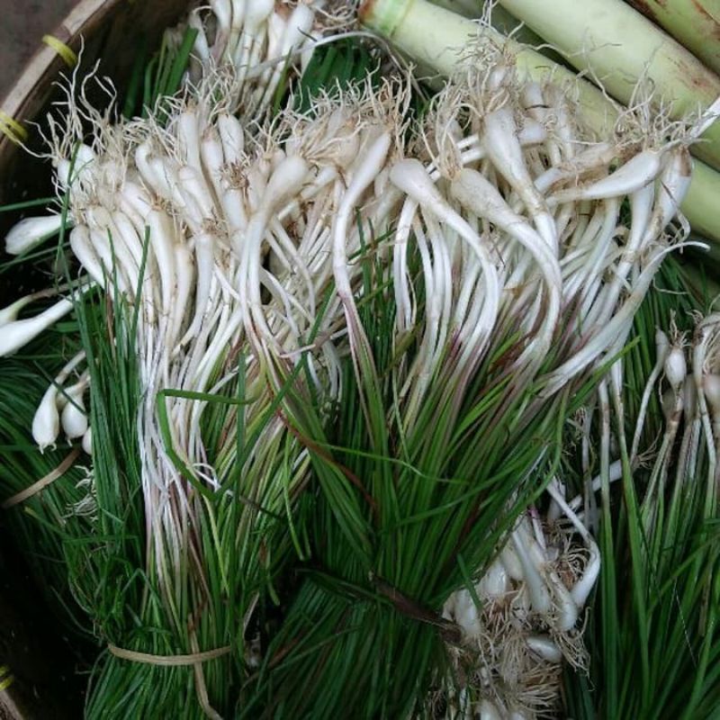 

BAWANG KUCAI / KUNCAI SEGAR 1 IKET