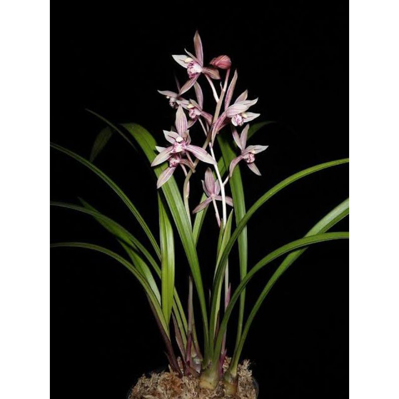 Anggrek Cymbidium ensifolium Anggrek Hutan sumatera Anggrek Unik dewasa Outdoor