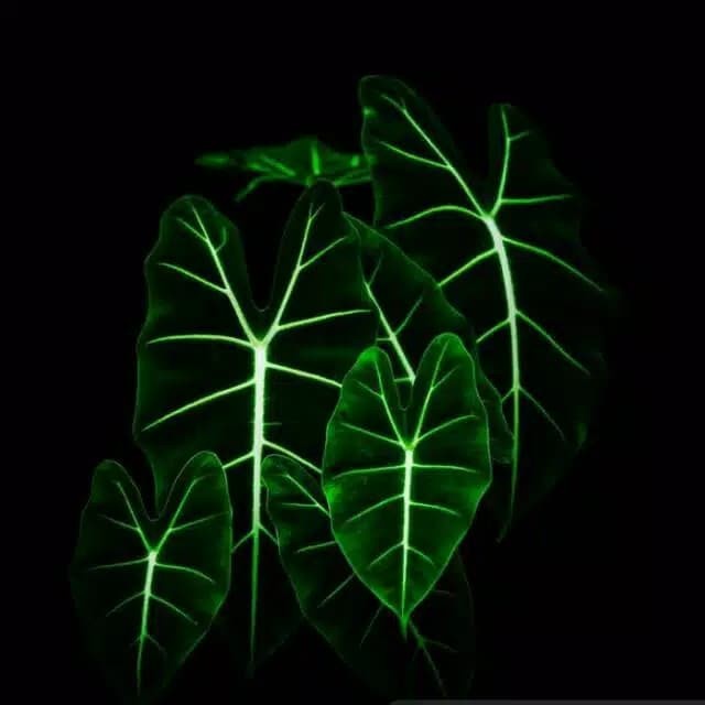 Tanaman hias keladi neon-keladi neon-keladi