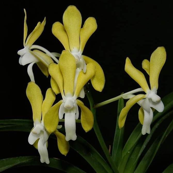 BUMI ORCHIDS Vanda denisoniana x Vanda falcata  - Anggrek Koleksi