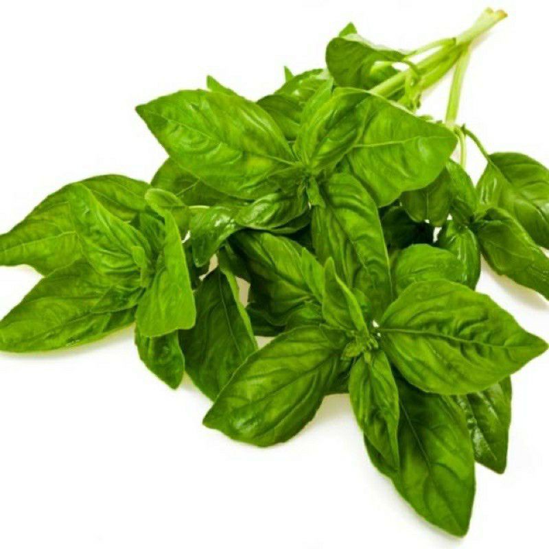 

DAUN KEMANGI PERIKAT