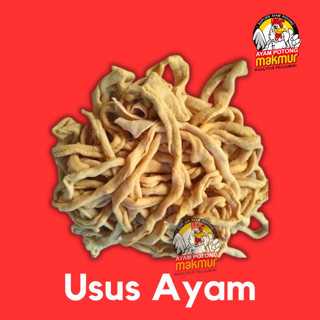 

Usus Ayam