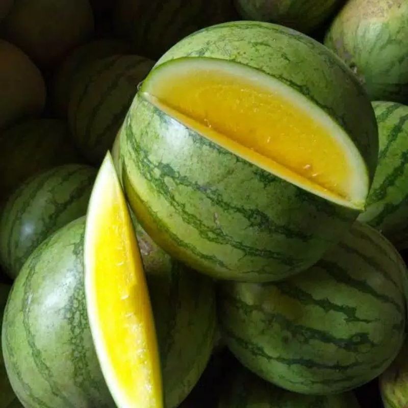 500 BENIH BIJI SEMANGKA KUNING SUPER NON BIJI