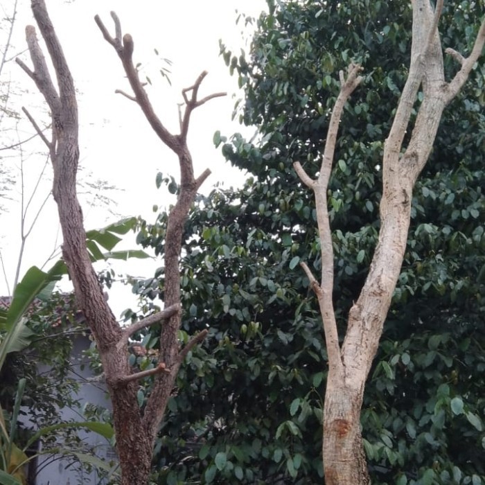 Murah Tabebuya kuning dianeter besar tinggi 4-5 meter