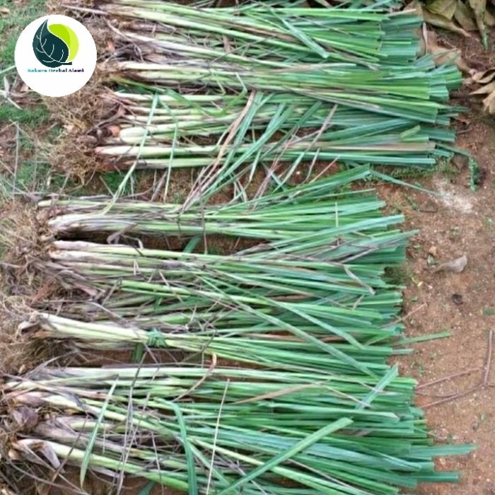 

bibit sereh sayur bumbu masak