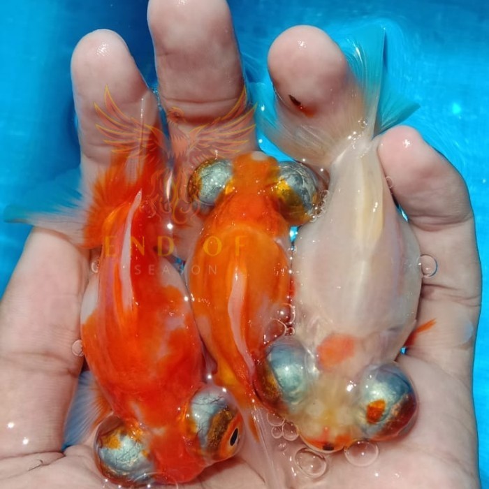 Kebutuhan aquarium Ikan Mas Koki Demekin Redwhite BIG