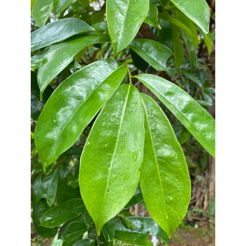 

New Promo Daun sirsak segar - Daun sirsak herbal per 100 lembar (Reungit Geulis)