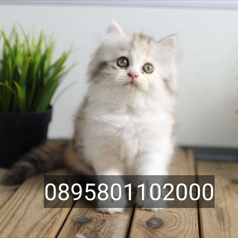 kucing Persia medium long hair kucing anggora kucing marbel calico 3 warna