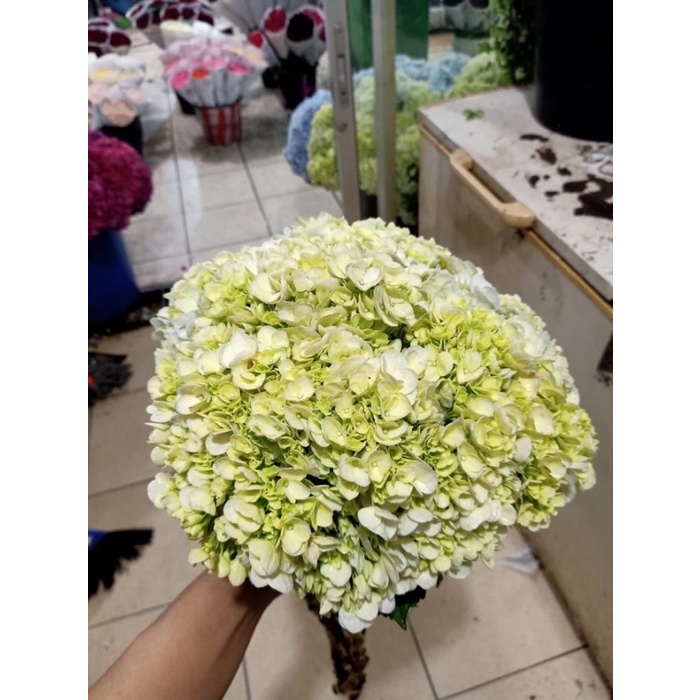 Hydrangea / Hortensia Hijau Bunga Asli Decorasi