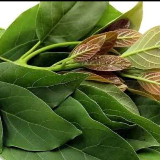 

Promo Daun alpukat fresh 500 gram COD