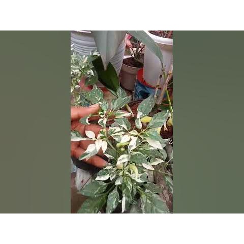 Cabe varigata (bukan varigata obatan) - tanaman bunga hias - bukan benih - plansttara