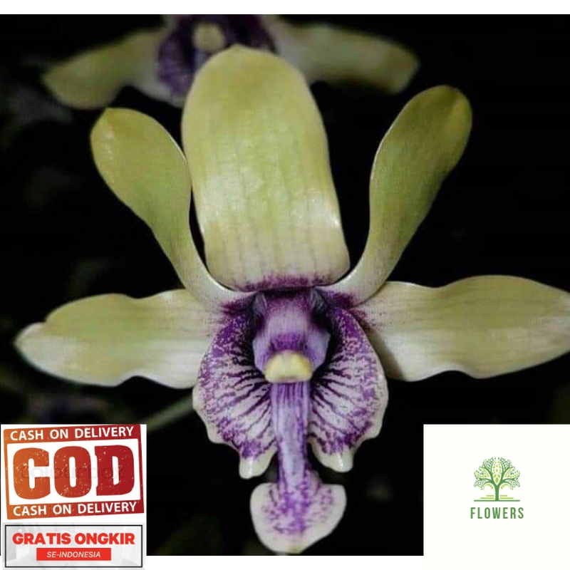 Anggrek Besi Papua Dendrobium Filopupaphen Seedling plant orchid (BISA COD)