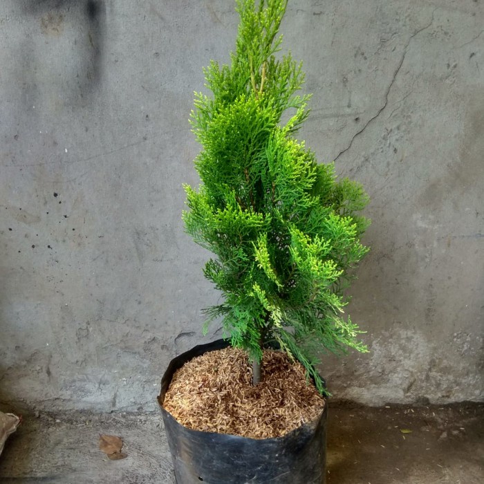 pohon cemara kipas, cemara natal, tanaman cemara rimbun bisa besar