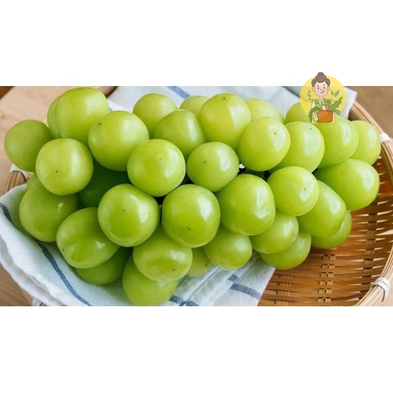 

Anggur Hijau Muscat Import 500 gr Loss