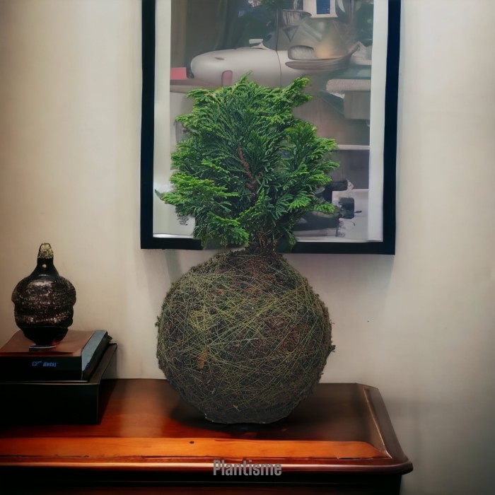 Mossball - Hinoki Cypress | Chamaecyparis Obtusa Bonsai Cemara Inoki