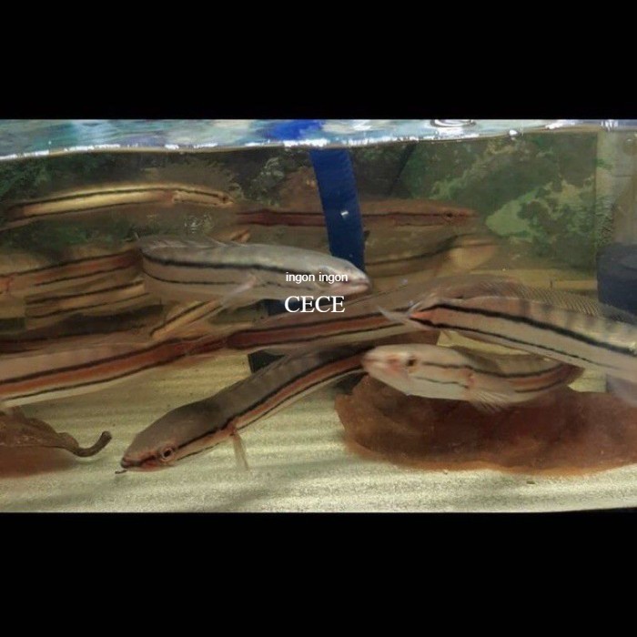 hiasan gabus Toman 12_13cm aquarium