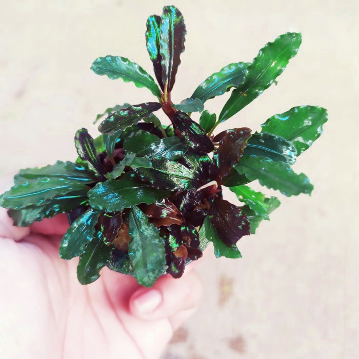Bucephalandra Melawi Tanaman Aquascape Media Wabikusa