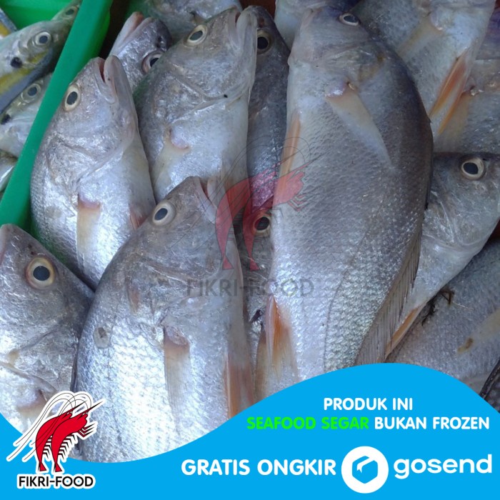 

Ikan Samge / Samgeh Segar Fresh 1kg isi 5-7ekor